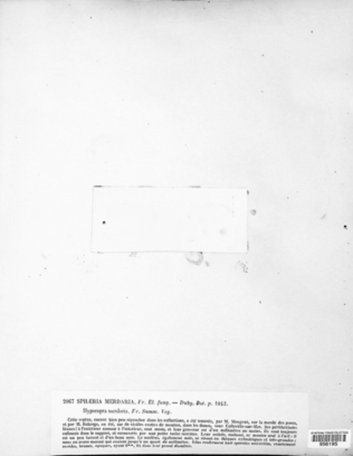Hypocopra merdaria image